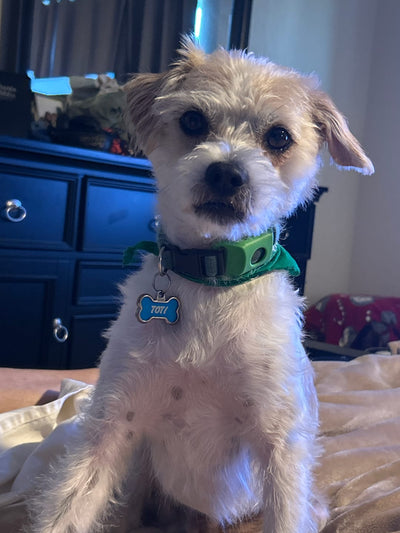 Customer Dog