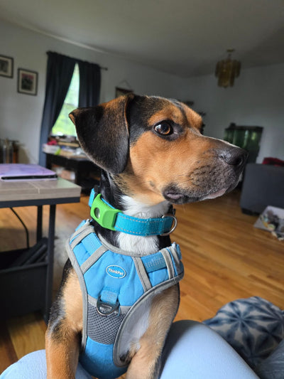 Customer Dog
