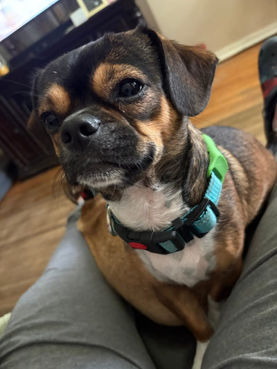 Customer Dog