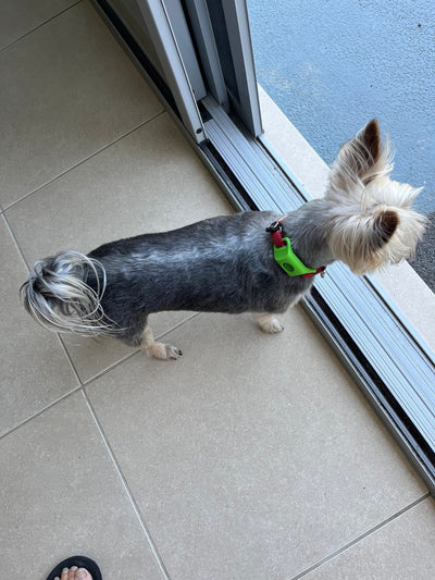 Customer Dog
