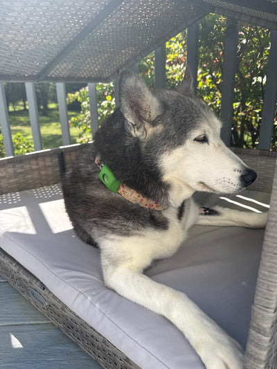 Customer Dog