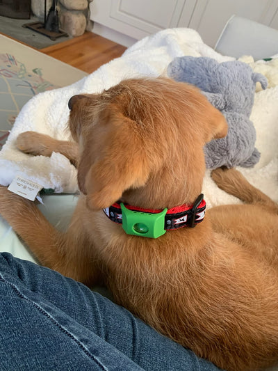 Customer Dog