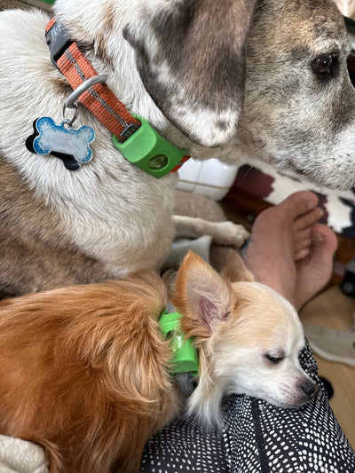 Customer Dog