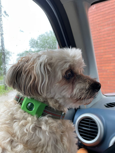Customer Dog